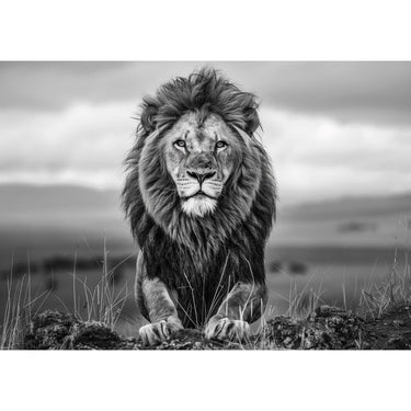 Big Lion Canvas